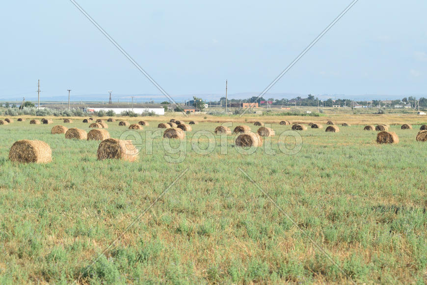 The Haystacks in the field. Summer haymaking