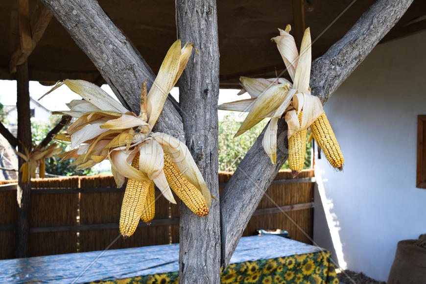 Сушки початков кукурузы на открытом воздухе.
