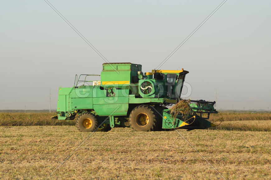 Soy harvesting by combines in the field. Agricultural machinery in operation.