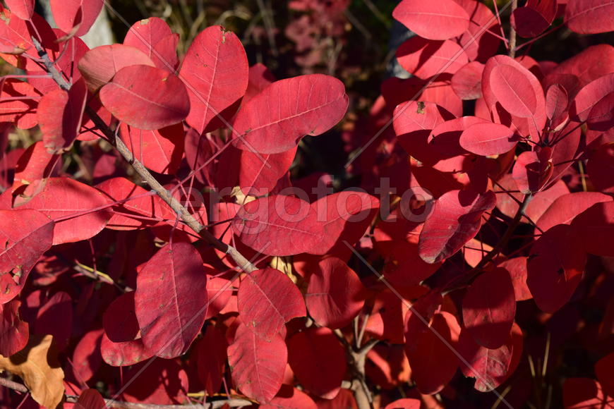 Autumn red color of leaves of cotinus coggygria. Paints of fall