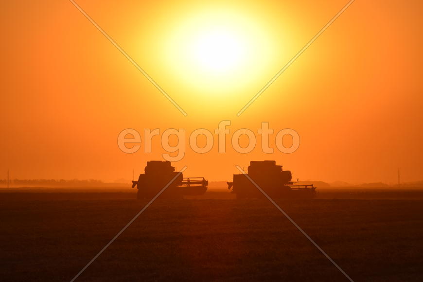 Harvesting by combines at sunset. Agricultural machinery in operation.