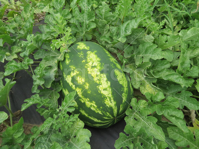 The growing water-melon in the field. Cultivation of melon cultures