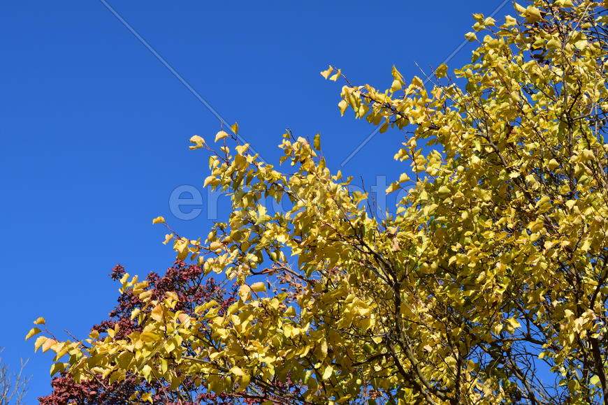 Color of leaves of cotinus coggygria and wild apricot. Trees in a forest belt in the fall