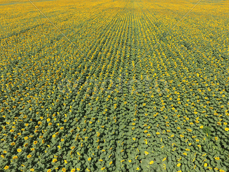 Field of sunflowers. Aerial view of agricultural fields flowering oilseed. Top view.