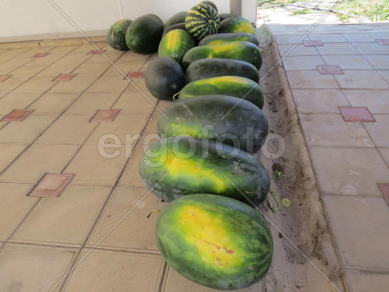 The harvest of watermelons in the yard on the tile. The fruits of watermelon                   