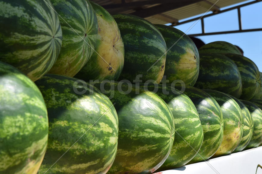 Water-melons on a counter. Sale of a summer crop