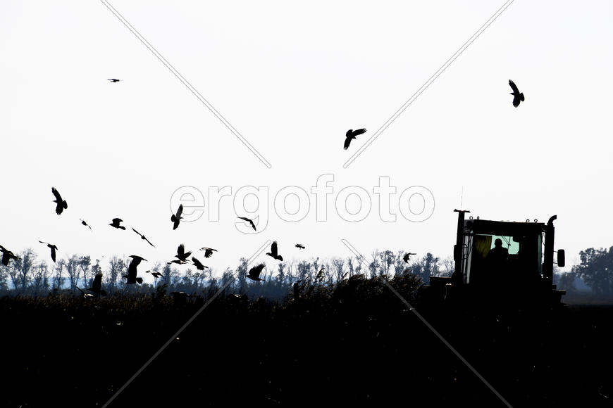 Трактор попахивает поле распугивая ворон 