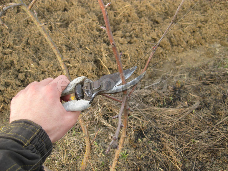 Pruning shears trees. Work in the garden of. Cutting branches, restoring order. Caring for the trees