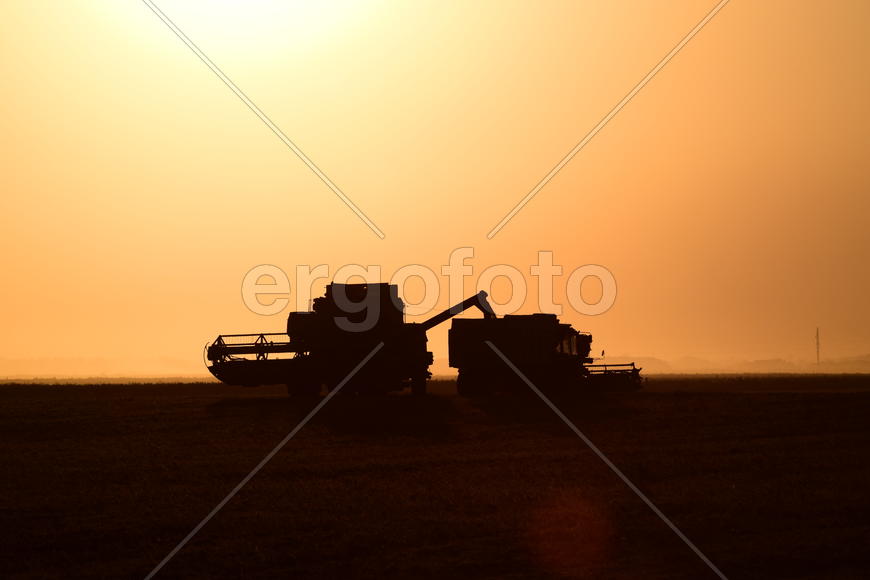 Harvesting by combines at sunset. Agricultural machinery in operation.