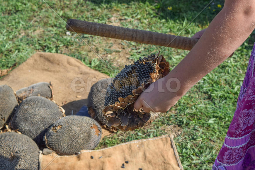 Ручной обмол подсолнечника 