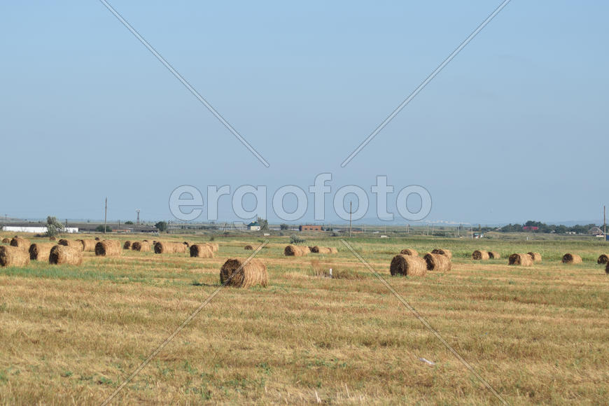 The Haystacks in the field. Summer haymaking