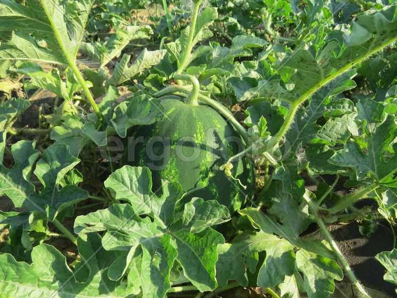 The growing water-melon in the field. Cultivation of melon cultures