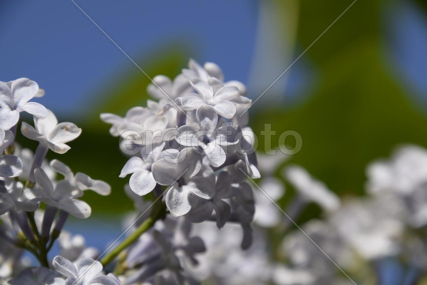 Цветы сирени на фоне зеленой листвы 