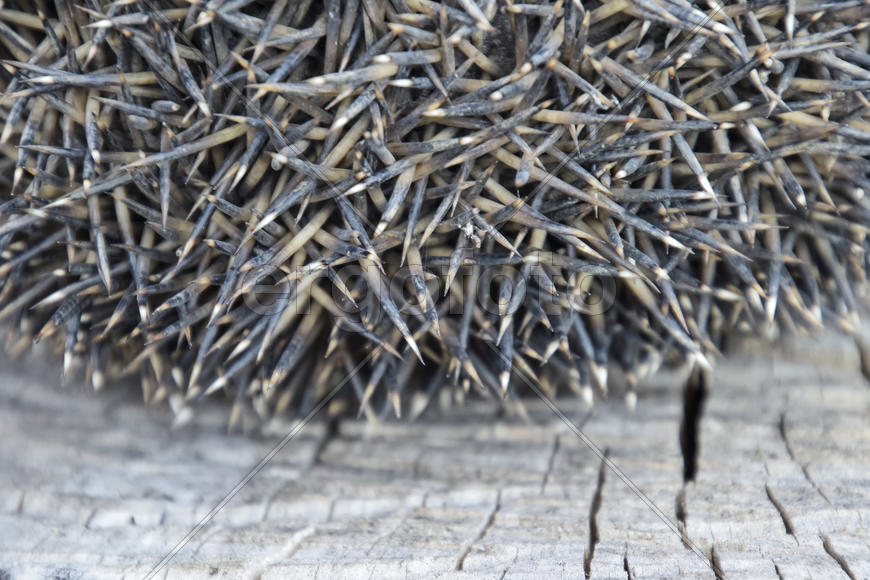 Иголки на спине у ежа 