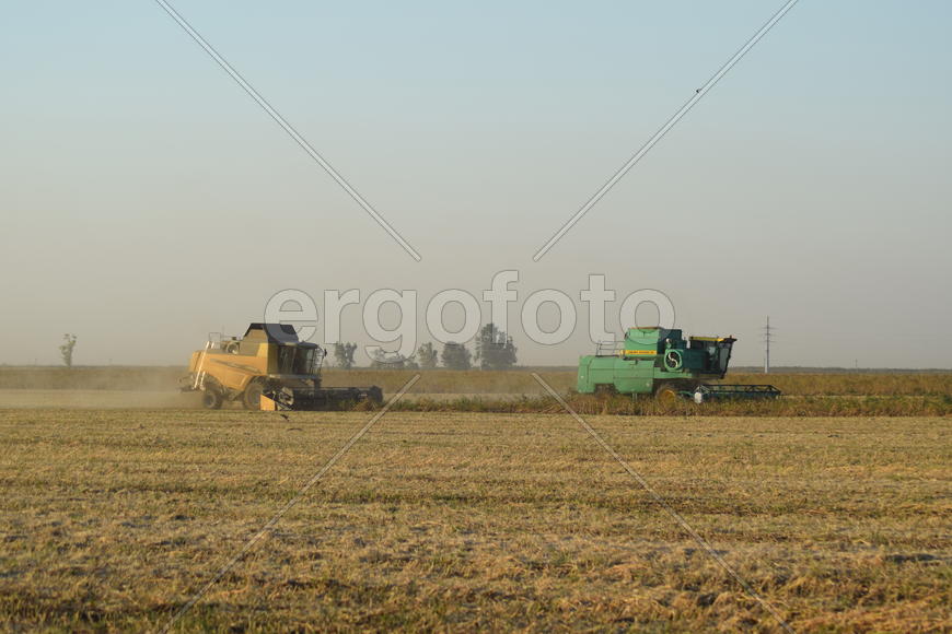 Soy harvesting by combines in the field. Agricultural machinery in operation.