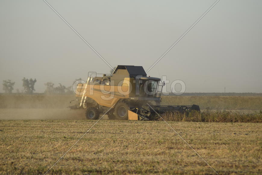 Soy harvesting by combines in the field. Agricultural machinery in operation.