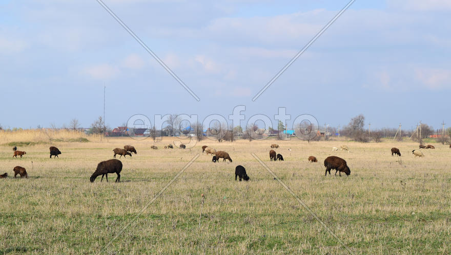 Sheep in the pasture. Grazing sheep herd in the spring field near the village. Sheep of different
