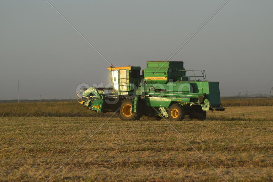 Soy harvesting by combines in the field. Agricultural machinery in operation.