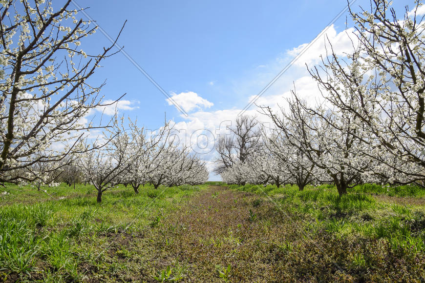 Flowering plum garden. Farm garden in spring