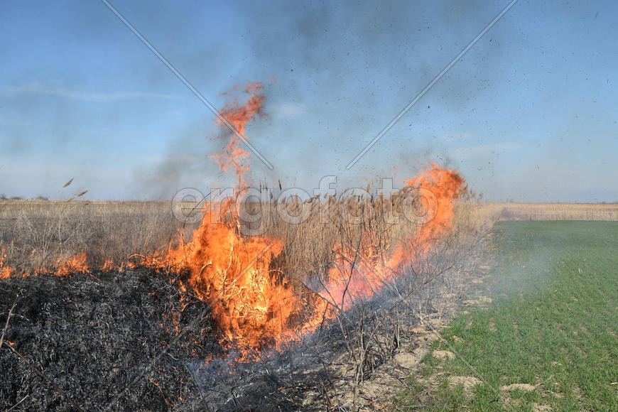 Burning dry grass and reeds. Cleaning the fields and ditches of the thickets of dry grass