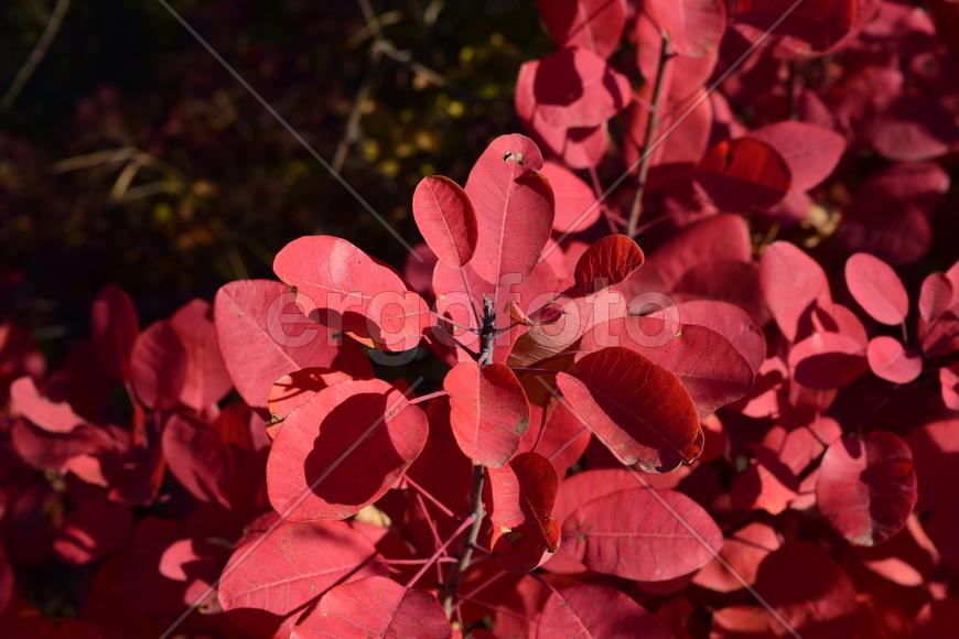 Autumn red color of leaves of cotinus coggygria. Paints of fall