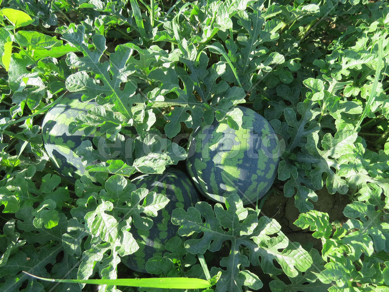 The growing water-melon in the field. Cultivation of melon cultures