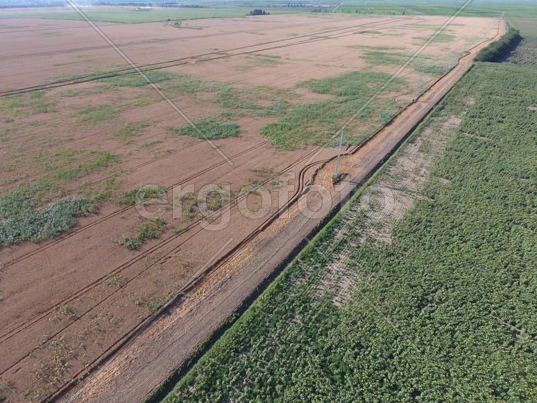 Граница между полями пшеницы и подсолнухов.