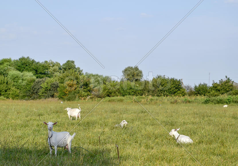 Goats grazing in the meadow. White goat dairy cattle eating grass in a pasture.