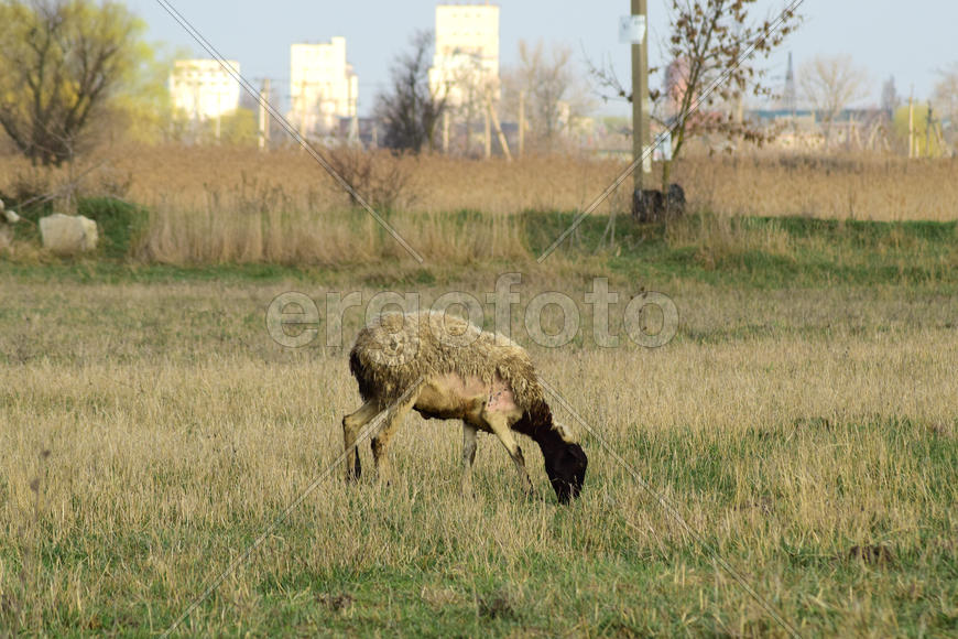 Sheep in the pasture. Grazing sheep herd in the spring field near the village. Sheep of different