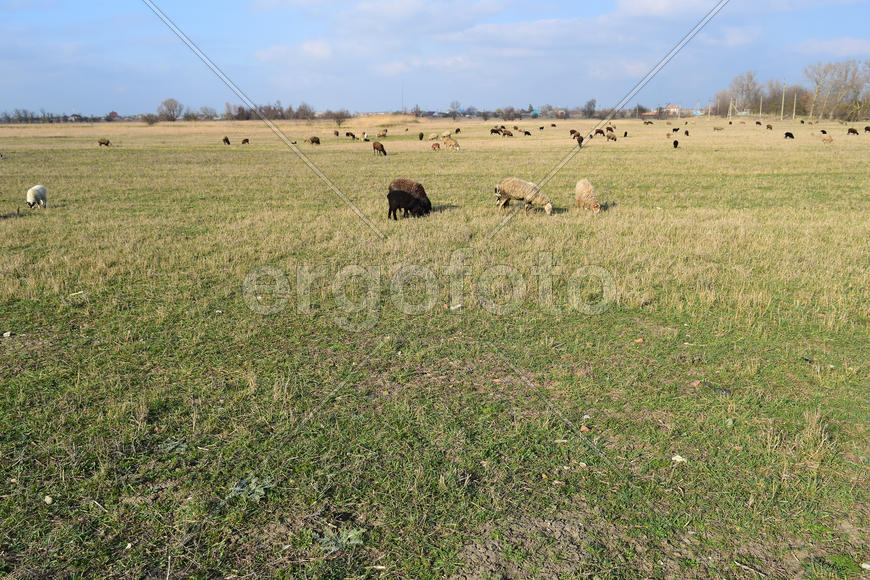 Sheep in the pasture. Grazing sheep herd in the spring field near the village. Sheep of different