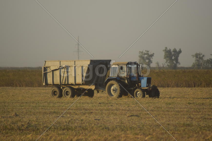 Soy harvesting by combines in the field. Agricultural machinery in operation.