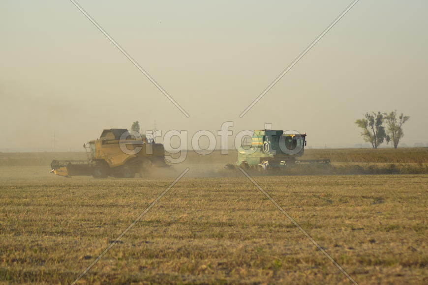 Soy harvesting by combines in the field. Agricultural machinery in operation.