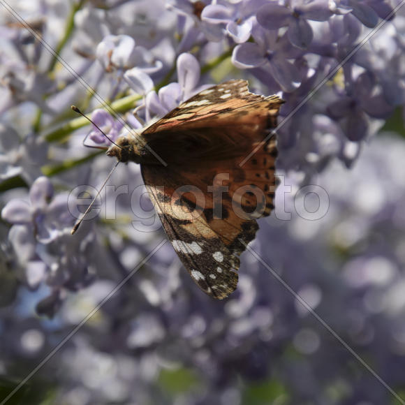 Бабочка крапивница на цветке сирени 