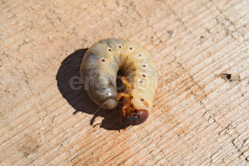 The larvae of the May beetle. White beetle larvae on a wooden board