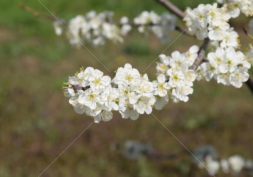Flowering plum garden. Farm garden in spring