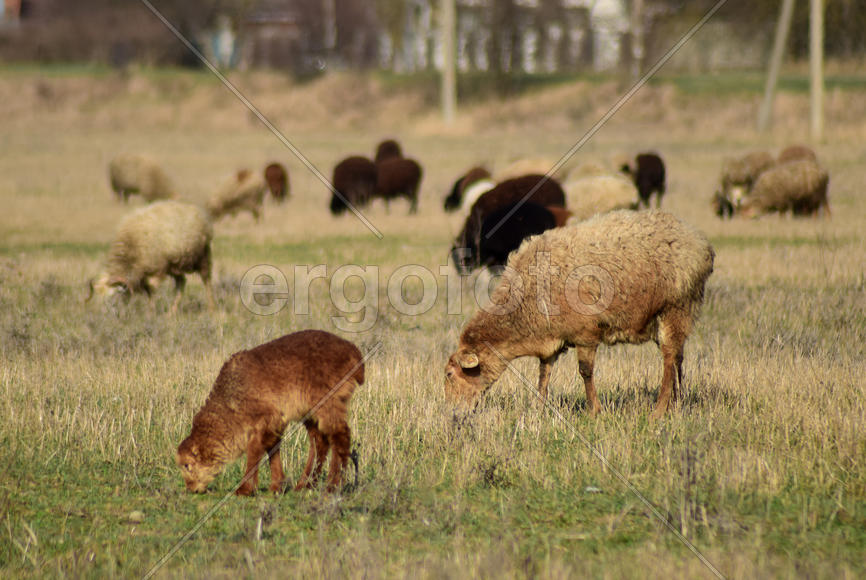 Sheep in the pasture. Grazing sheep herd in the spring field near the village. Sheep of different