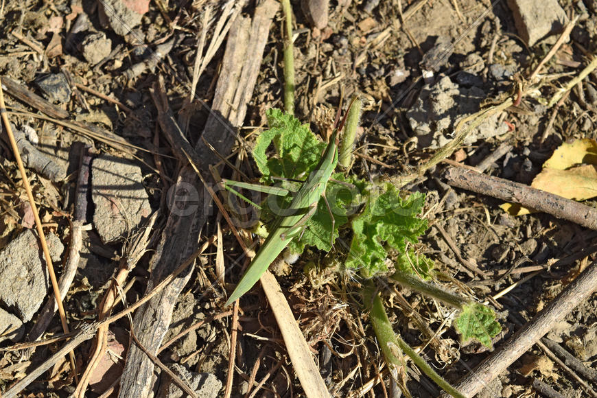 Locusts in the grass. Orthoptera insects in nature