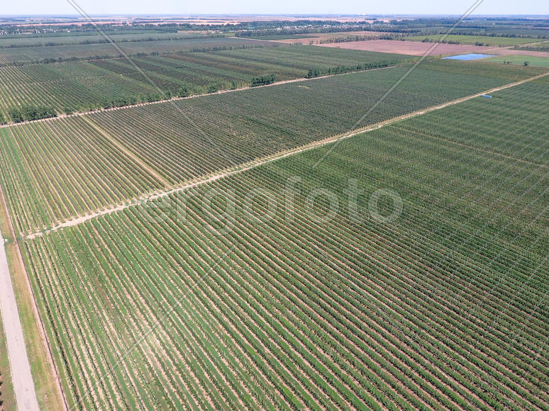 Аэросъемка. Ряды яблоневых деревьев в саду 
