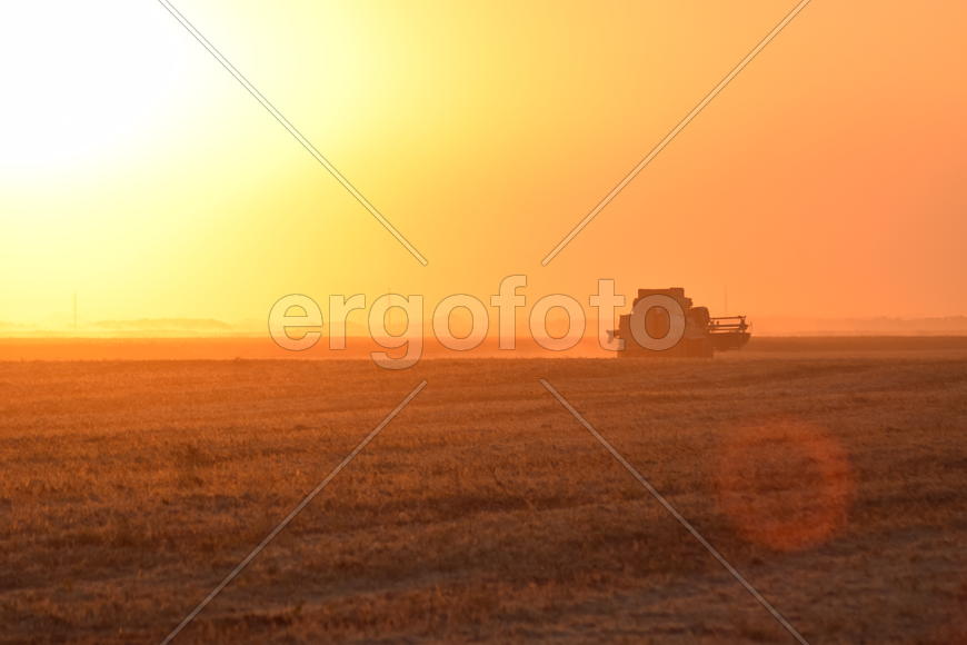 Harvesting by combines at sunset. Agricultural machinery in operation.