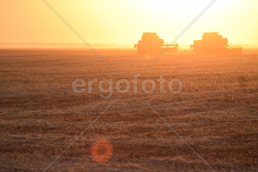 Harvesting by combines at sunset. Agricultural machinery in operation.