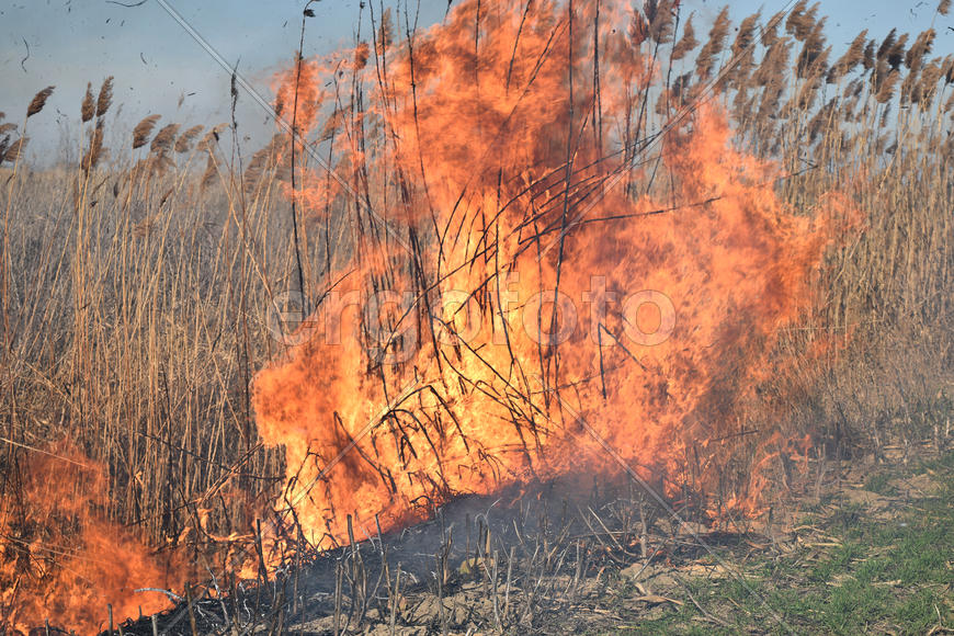 Burning dry grass and reeds. Cleaning the fields and ditches of the thickets of dry grass