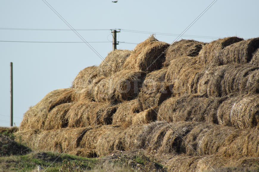 The Haystacks in the field. Summer haymaking
