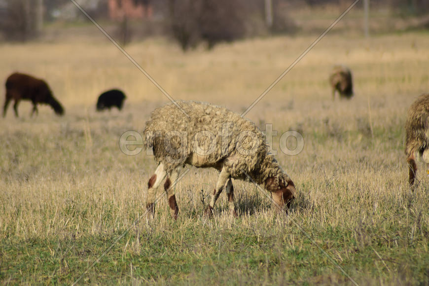 Sheep in the pasture. Grazing sheep herd in the spring field near the village. Sheep of different