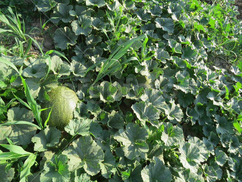 The growing melon in the field. Cultivation of melon cultures