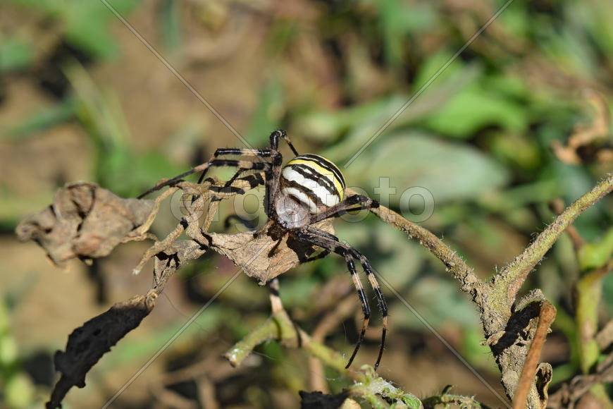 Argiopa Spider on the web. Arachnid predator. Spider crawling on the dry grass