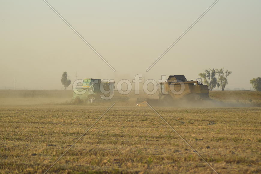 Soy harvesting by combines in the field. Agricultural machinery in operation.