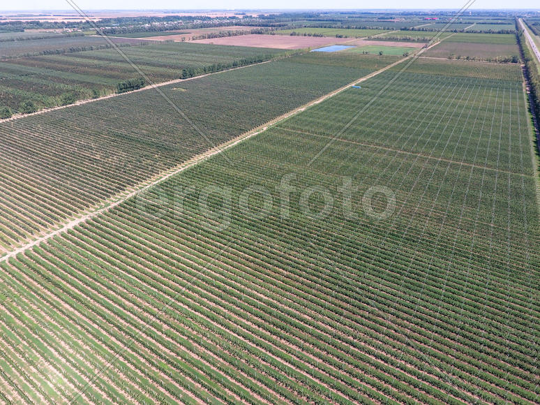 Аэросъемка. Ряды яблоневых деревьев в саду 