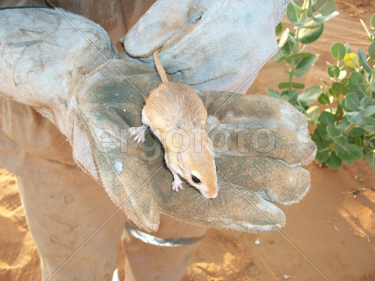Desert mouse in a hand. Fauna of Arab Emirates