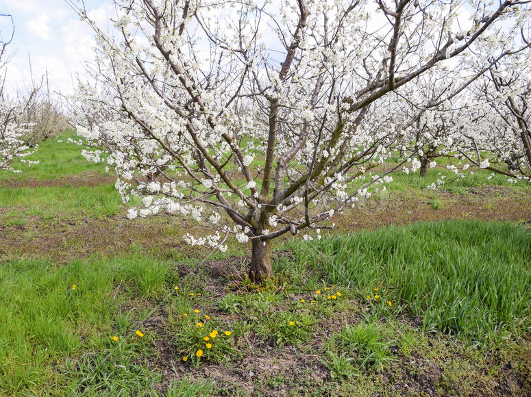 Flowering plum garden. Farm garden in spring