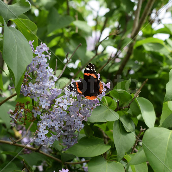 Бабочка крапивница на цветке сирени 